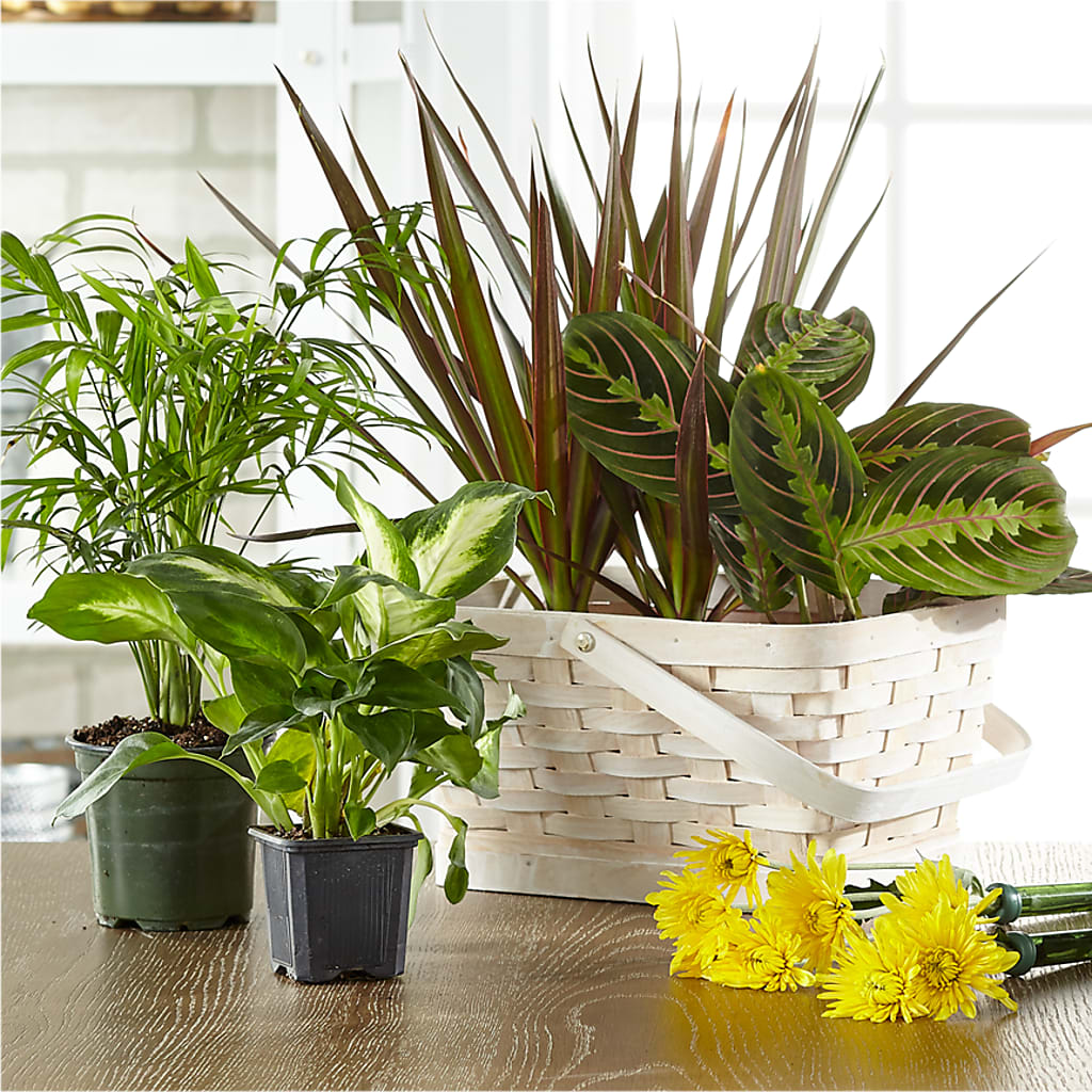 Florist Designed Blooming and Green Plants in a Basket – SIXTO'S FLOWER SHOP, Union City NJ