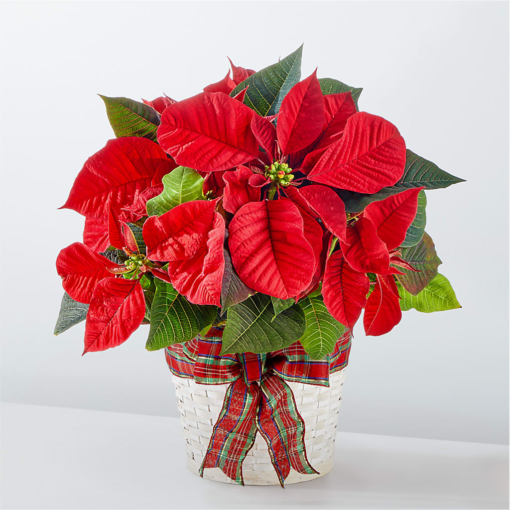 Happiest Holidays Poinsettia – SIXTO'S FLOWER SHOP, Union City NJ