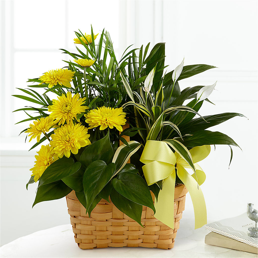 Loving Light Dishgarden – SIXTO'S FLOWER SHOP, Union City NJ