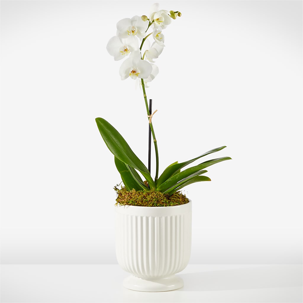 Whispering White Orchid – SIXTO'S FLOWER SHOP, Union City NJ