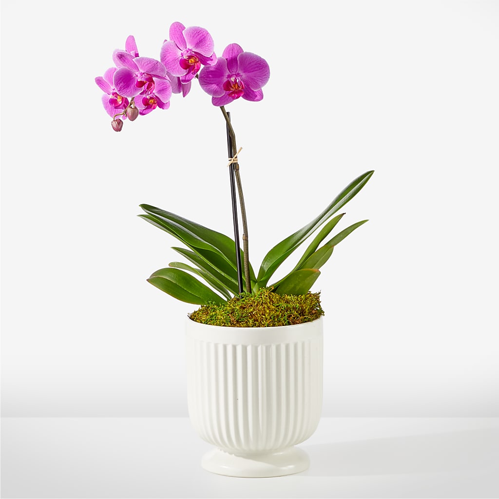 Friendly Fuchsia Orchid – SIXTO'S FLOWER SHOP, Union City NJ