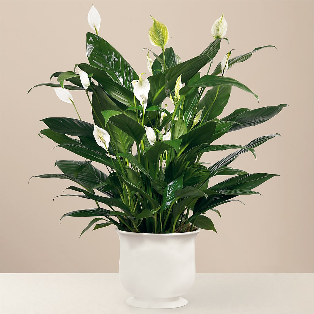 Comfort Planter – SIXTO'S FLOWER SHOP, Union City NJ