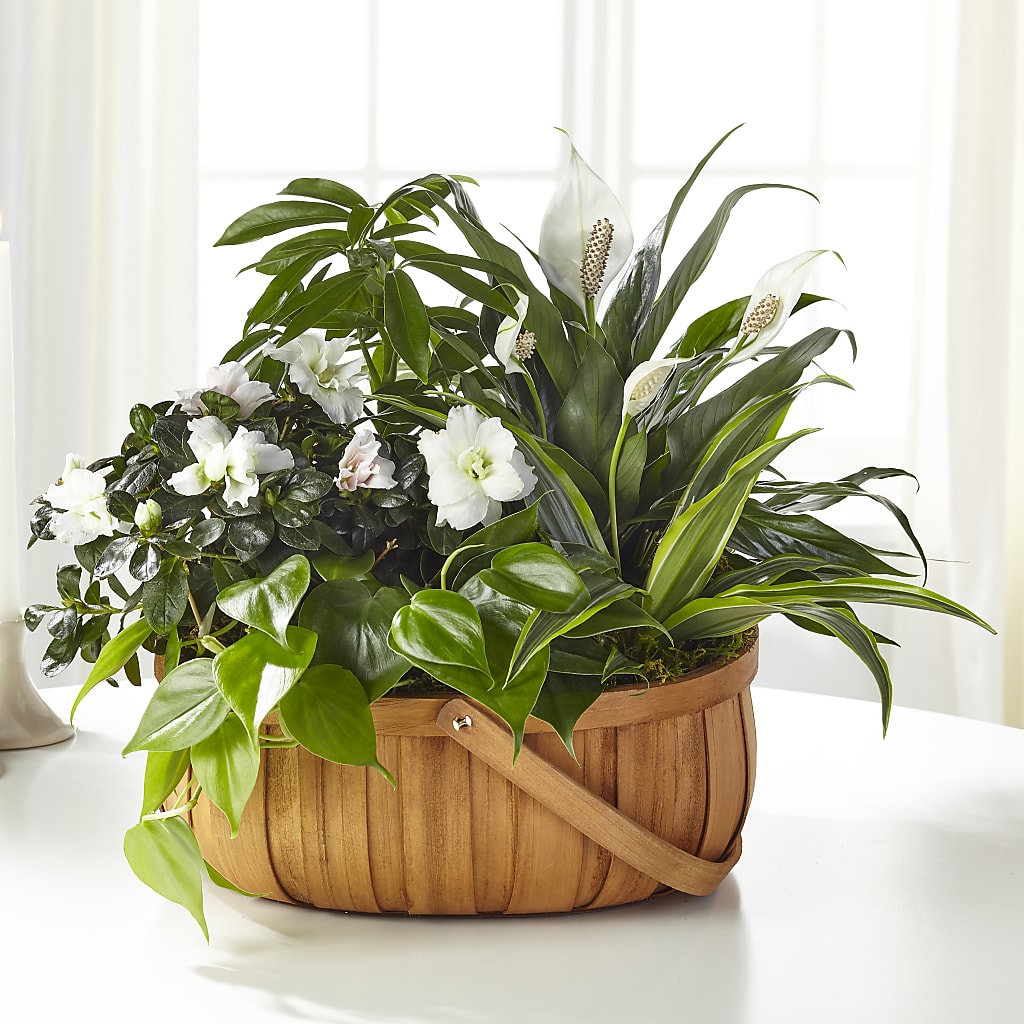 Serene Dishgarden – SIXTO'S FLOWER SHOP, Union City NJ