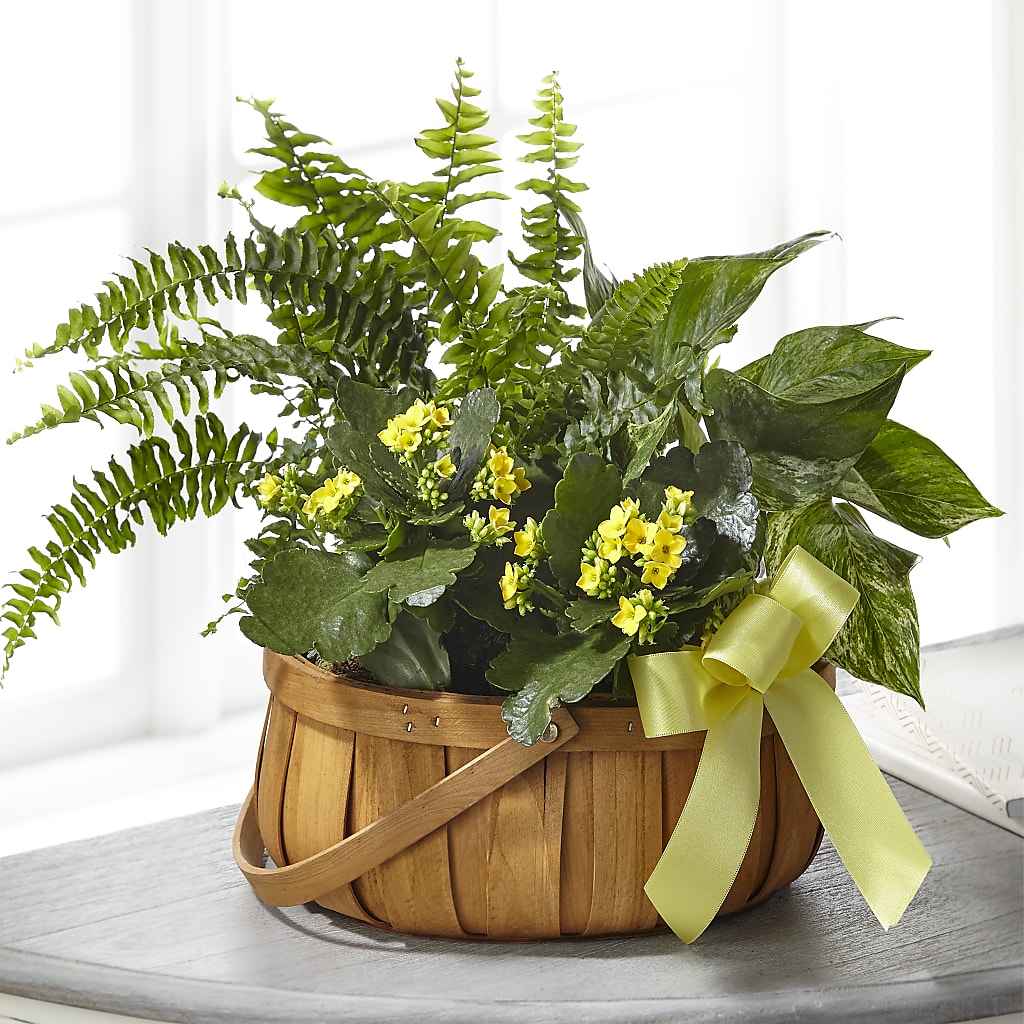 Always Dear Dishgarden – SIXTO'S FLOWER SHOP, Union City NJ