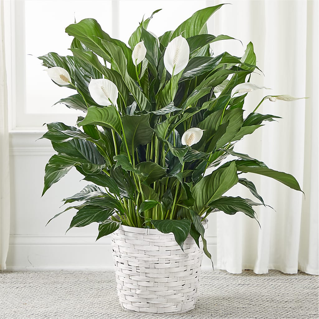 A New Leaf Peace Lily – SIXTO'S FLOWER SHOP, Union City NJ