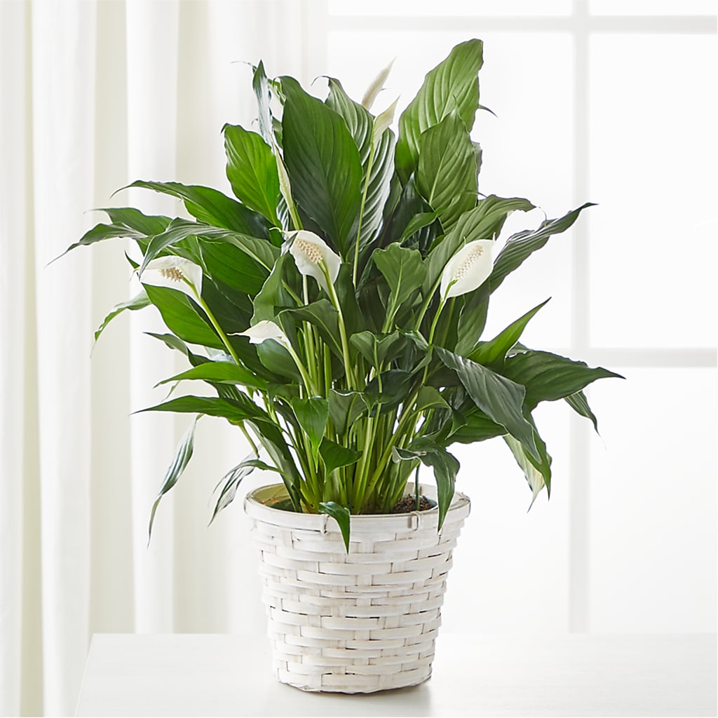 A New Leaf Peace Lily – SIXTO'S FLOWER SHOP, Union City NJ