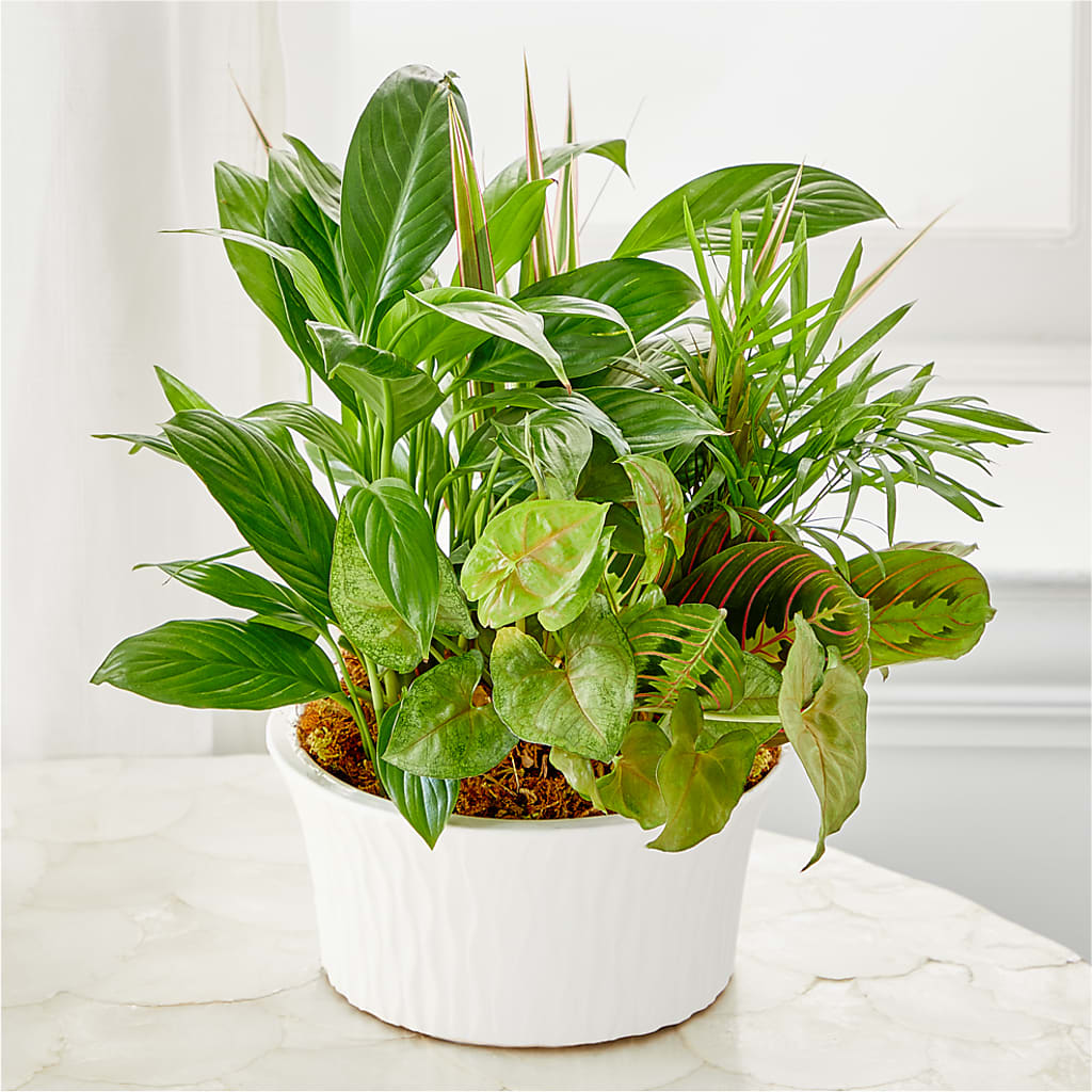 Balance & Harmony Dishgarden – SIXTO'S FLOWER SHOP, Union City NJ
