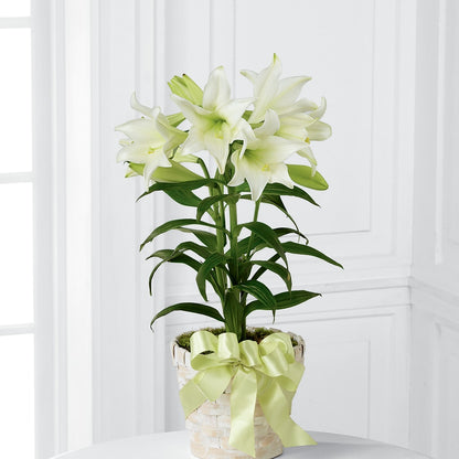 Easter Lily Plant – SIXTO'S FLOWER SHOP, Union City NJ