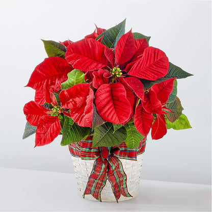 Happiest Holidays Poinsettia – SIXTO'S FLOWER SHOP, Union City NJ