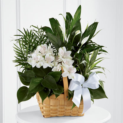 Peace & Serenity Dishgarden – SIXTO'S FLOWER SHOP, Union City NJ