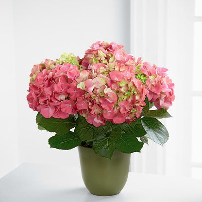 Pink Hydrangea Planter – SIXTO'S FLOWER SHOP, Union City NJ