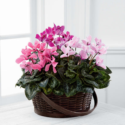Mixed Cyclamen Planter – SIXTO'S FLOWER SHOP, Union City NJ