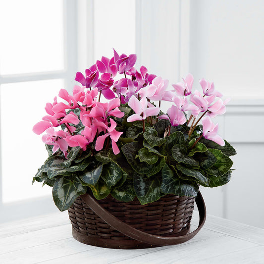 Mixed Cyclamen Planter – SIXTO'S FLOWER SHOP, Union City NJ