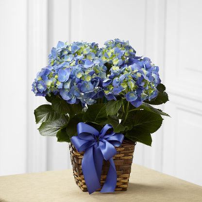 Blue Hydrangea Planter – SIXTO'S FLOWER SHOP, Union City NJ