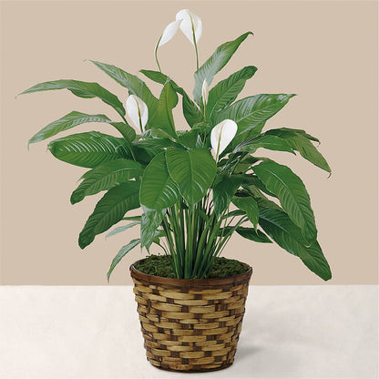 Tranquil Moments Peace Lily Plant – SIXTO'S FLOWER SHOP, Union City NJ