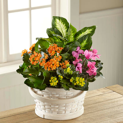 Color Crush Dishgarden – SIXTO'S FLOWER SHOP, Union City NJ