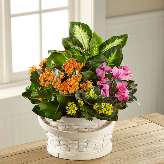 Color Crush Dishgarden – SIXTO'S FLOWER SHOP, Union City NJ