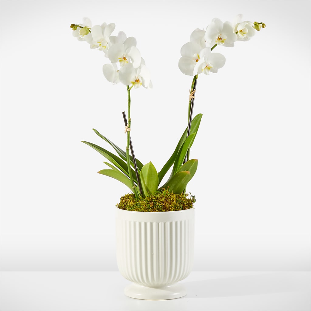 Whispering White Orchid – SIXTO'S FLOWER SHOP, Union City NJ