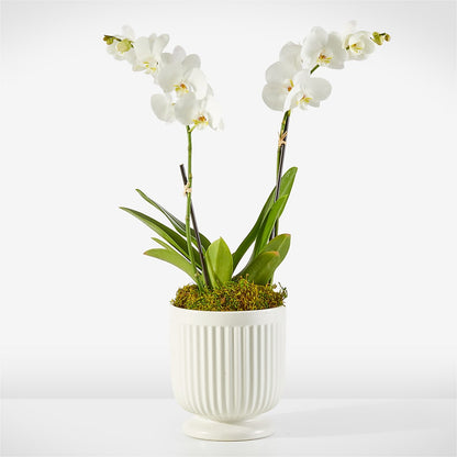 Whispering White Orchid – SIXTO'S FLOWER SHOP, Union City NJ