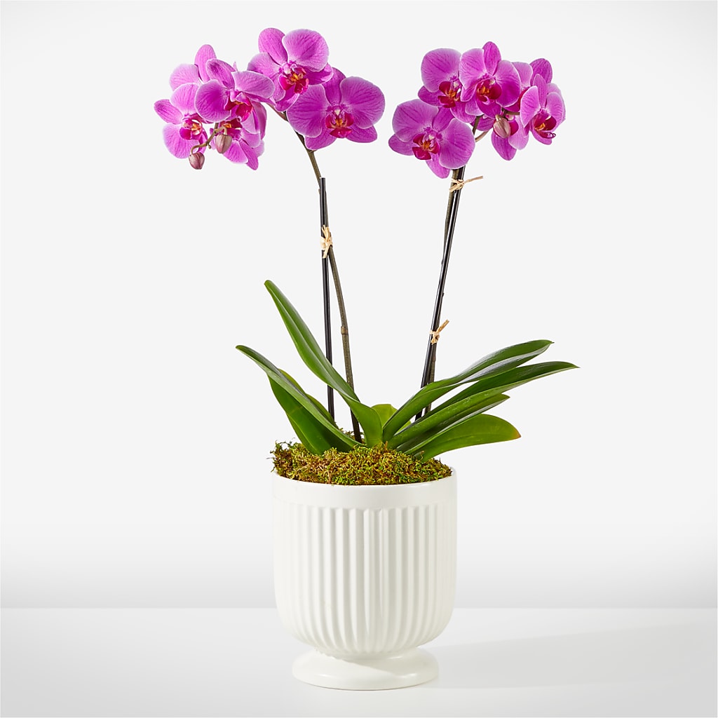 Friendly Fuchsia Orchid – SIXTO'S FLOWER SHOP, Union City NJ