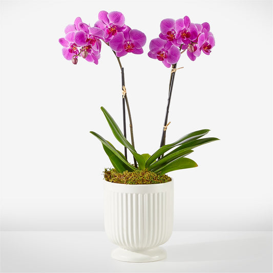 Friendly Fuchsia Orchid – SIXTO'S FLOWER SHOP, Union City NJ