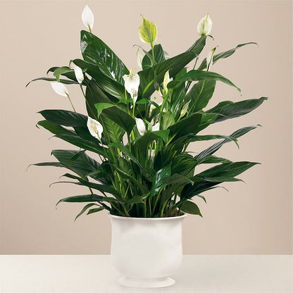 Comfort Planter – SIXTO'S FLOWER SHOP, Union City NJ