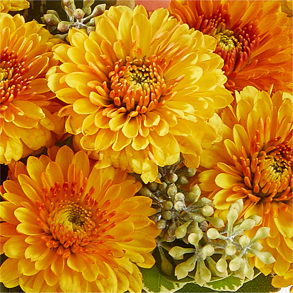 Peachy Pumpkin – SIXTO'S FLOWER SHOP, Union City NJ