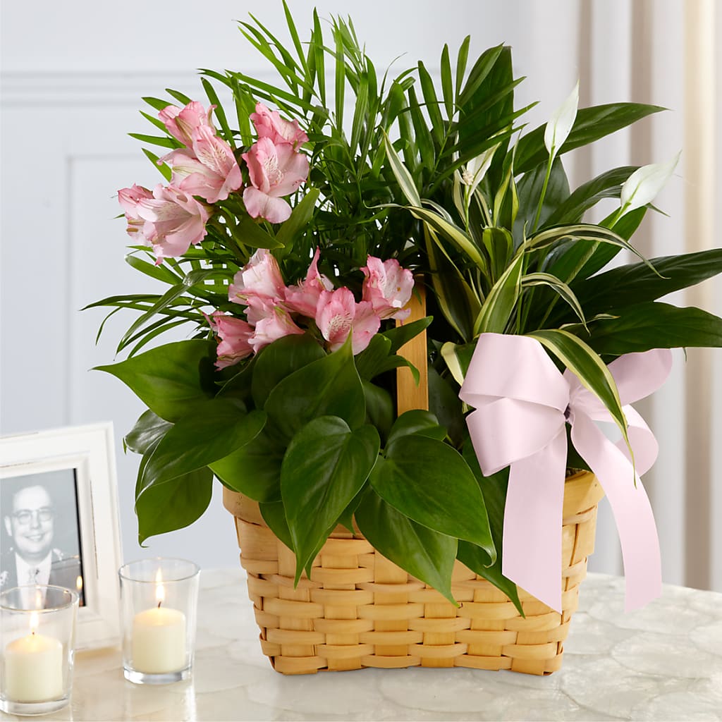 Living Spirit Dishgarden – SIXTO'S FLOWER SHOP, Union City NJ