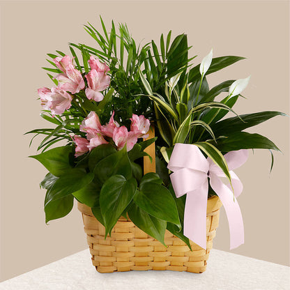 Living Spirit Dishgarden – SIXTO'S FLOWER SHOP, Union City NJ