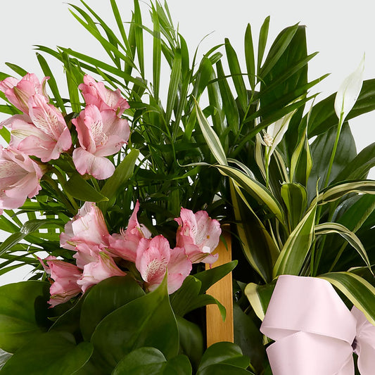 Living Spirit Dishgarden – SIXTO'S FLOWER SHOP, Union City NJ
