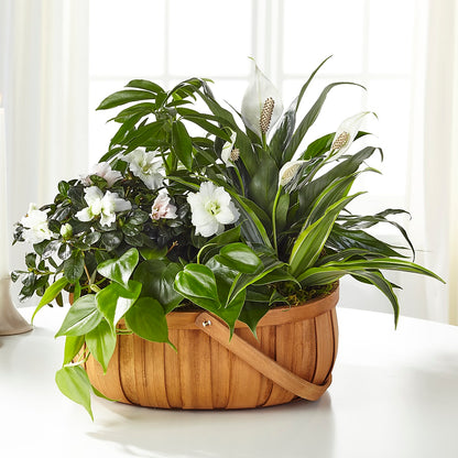 Serene Dishgarden – SIXTO'S FLOWER SHOP, Union City NJ