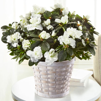 White Azalea Plant – SIXTO'S FLOWER SHOP, Union City NJ