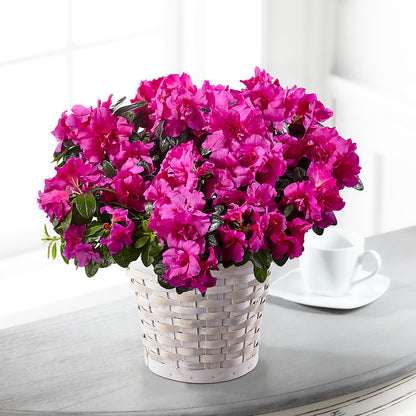 Hope & Serenity Azalea Plant – SIXTO'S FLOWER SHOP, Union City NJ