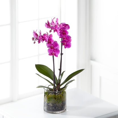 Pink Orchid Plant – SIXTO'S FLOWER SHOP, Union City NJ