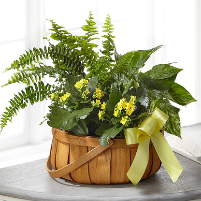 Always Dear Dishgarden – SIXTO'S FLOWER SHOP, Union City NJ