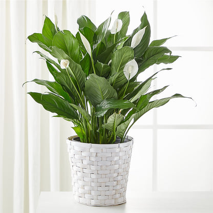 A New Leaf Peace Lily – SIXTO'S FLOWER SHOP, Union City NJ