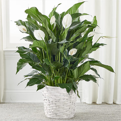 A New Leaf Peace Lily – SIXTO'S FLOWER SHOP, Union City NJ