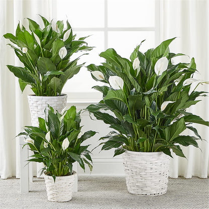 A New Leaf Peace Lily – SIXTO'S FLOWER SHOP, Union City NJ