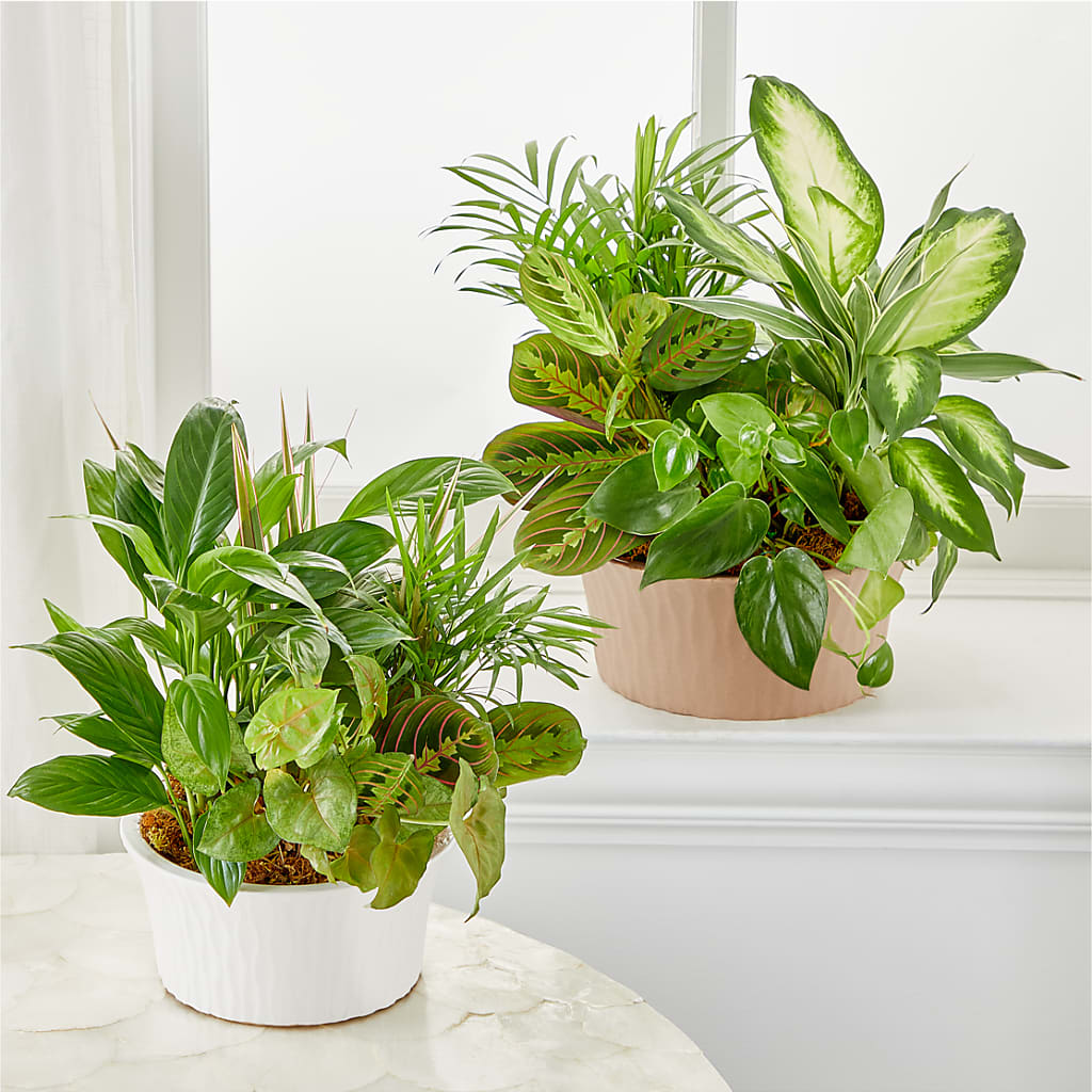 Balance & Harmony Dishgarden – SIXTO'S FLOWER SHOP, Union City NJ