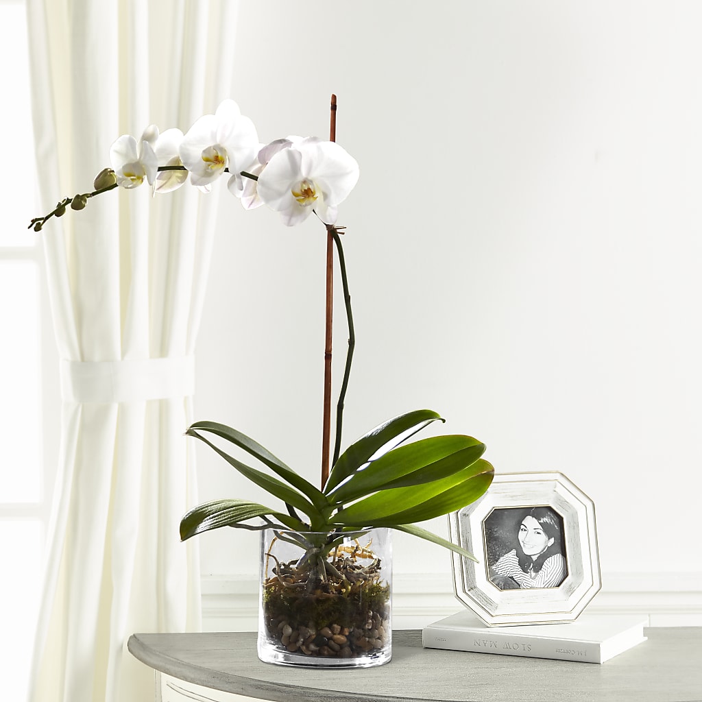 White Orchid Planter – SIXTO'S FLOWER SHOP, Union City NJ