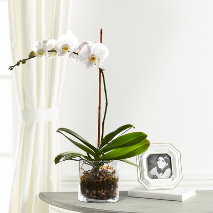 White Orchid Planter – SIXTO'S FLOWER SHOP, Union City NJ