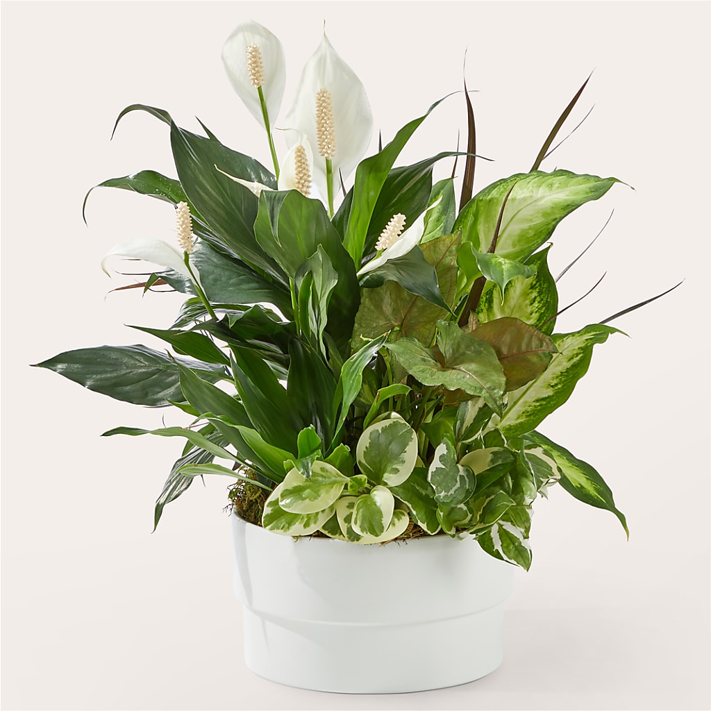 Radiating Positivity Dishgarden – SIXTO'S FLOWER SHOP, Union City NJ