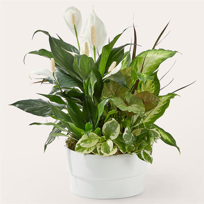 Radiating Positivity Dishgarden – SIXTO'S FLOWER SHOP, Union City NJ