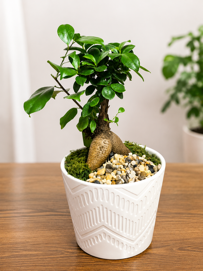 Zen Grove Bonsai – SIXTO'S FLOWER SHOP, Union City NJ